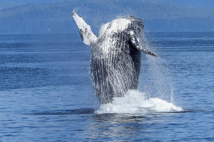 Humpback Whale Watch in Kona - Photo 1 of 12